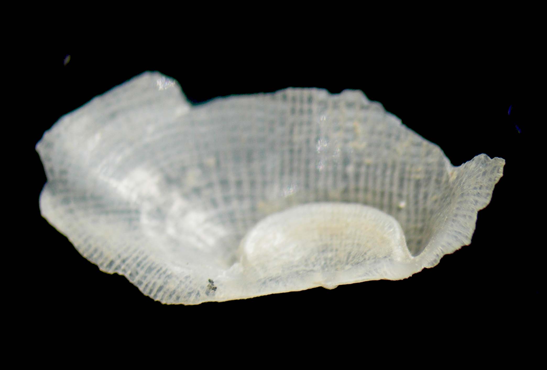 Bivalve??????????????????????????????????????????